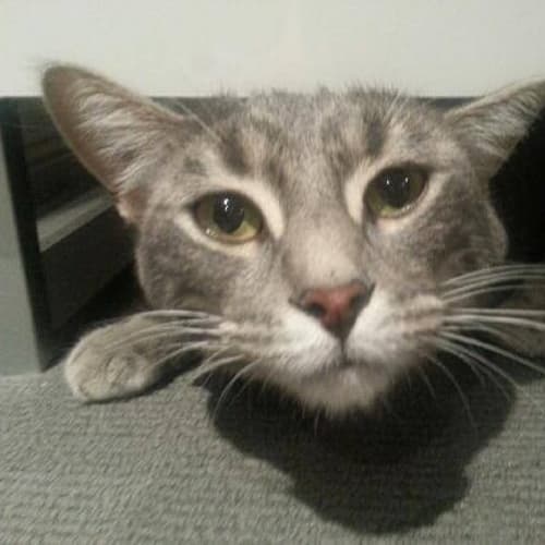 Oscar