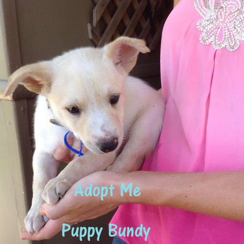 No photo for Puppy Bundy (On Hold. Deposit Taken)