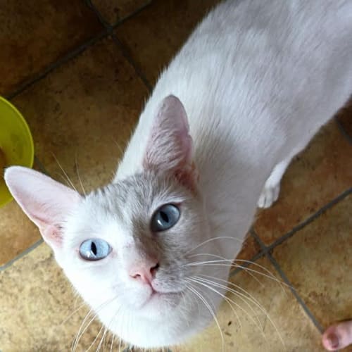 No photo for Lily (Special Needs   Deaf)