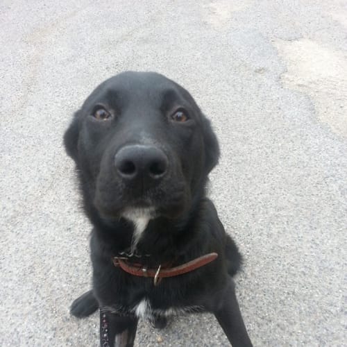 No photo for Rufus