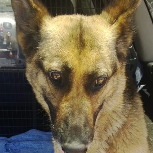 No photo for Layla Is On  Hold Pending Adoption