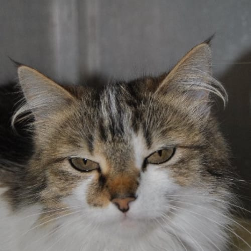 No photo for Marmalade