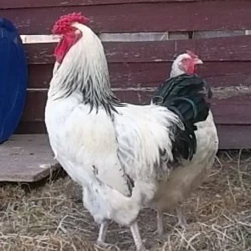 Carmine