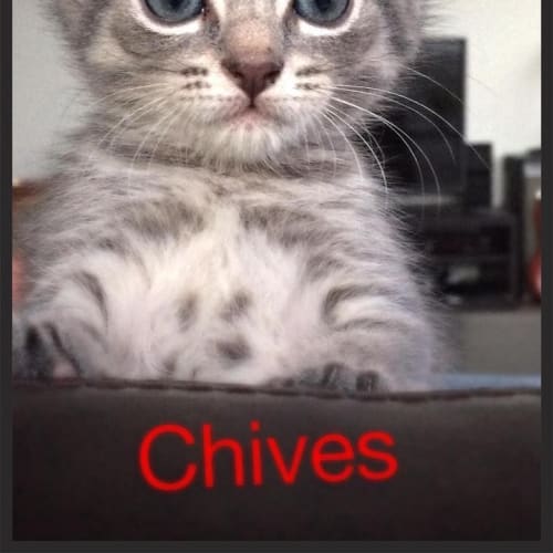 No photo for Chives (Located In Templestowe)