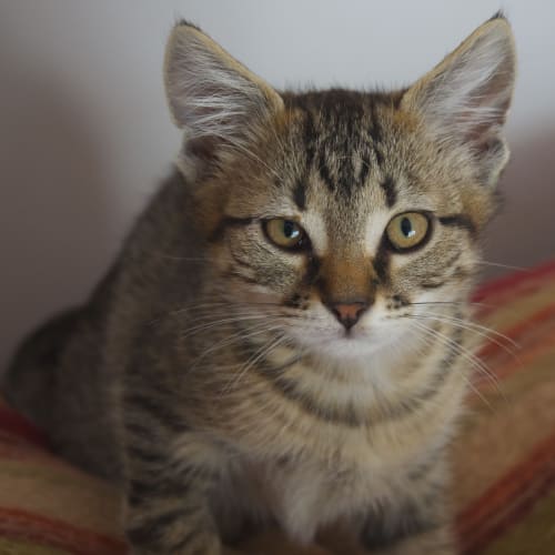 No photo for Tigger