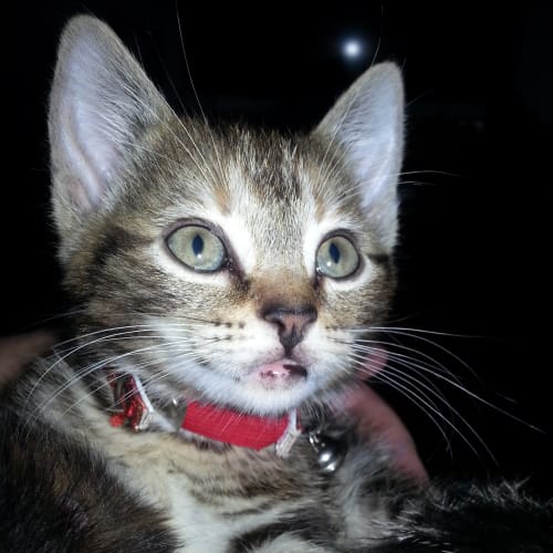 No photo for Zena