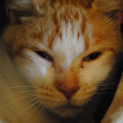 No photo for Cherry