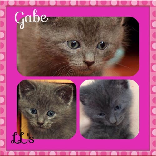 Gabe