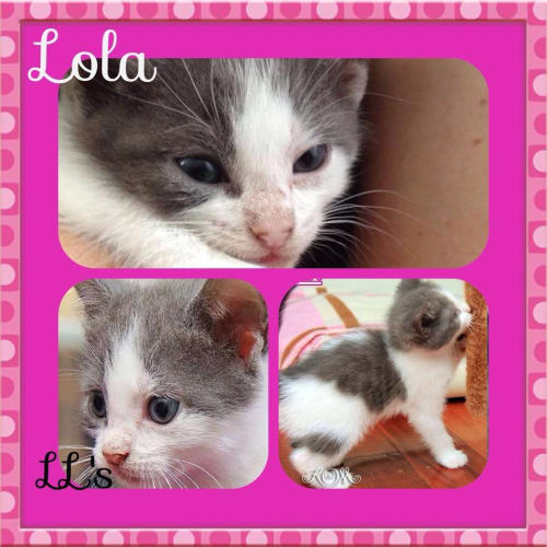 Lola 