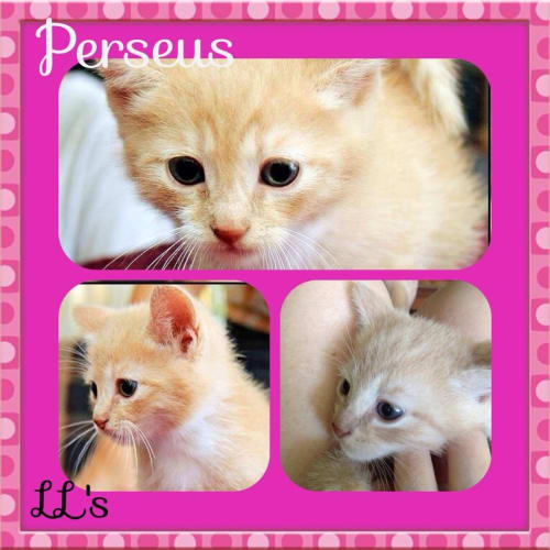 Perseus 