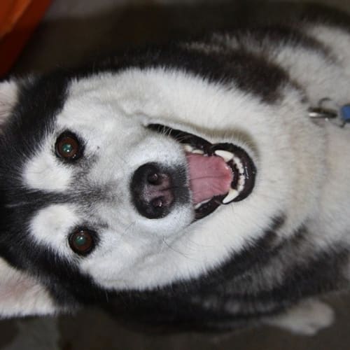 No photo for Nala