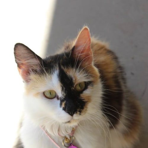 Missy