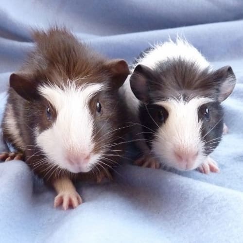 No photo for Ralph And Mikey   The Masked Bandits!