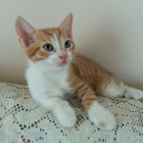 Merlin