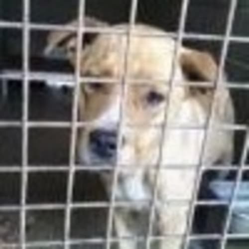 No photo for Max (Now On Hold Pending Adoption )