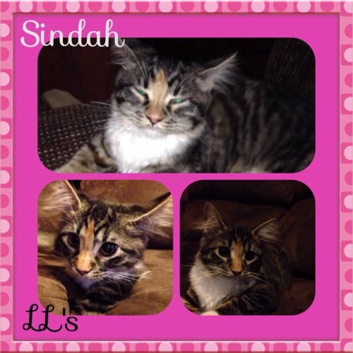 No photo for Sindah