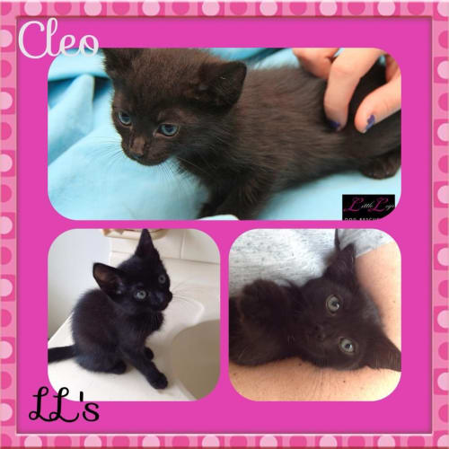 Cleo