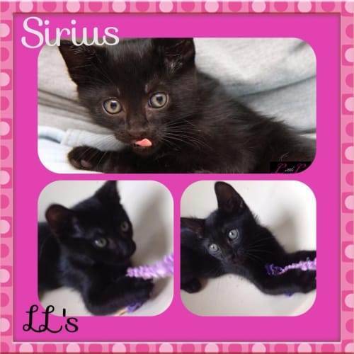 Sirius