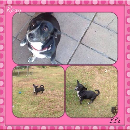 Roxy 