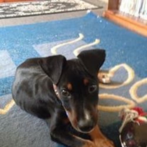 No photo for Rocky (On Trial 21/6/14) ~ Free ~