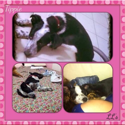 Tippie
