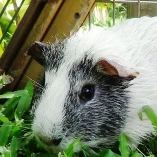 Loui