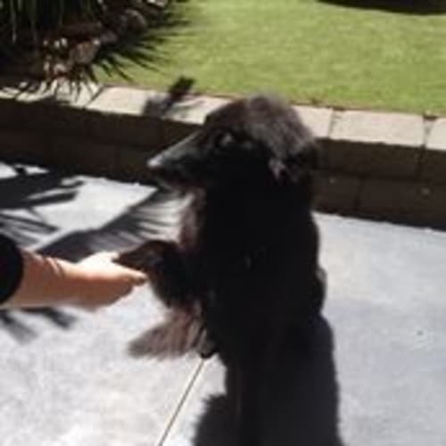 No photo for Blaze