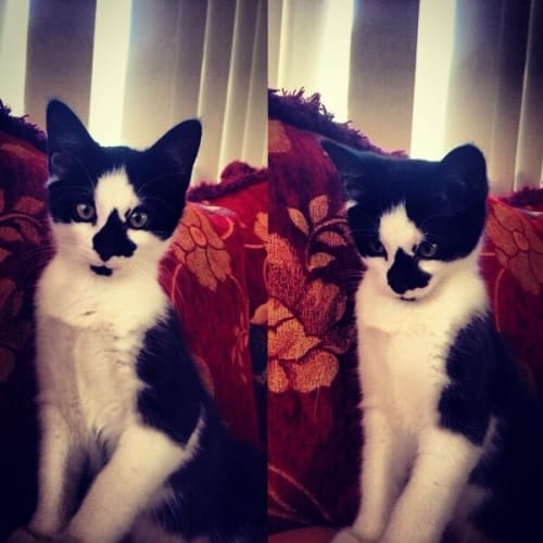 Suzie the Magnificent