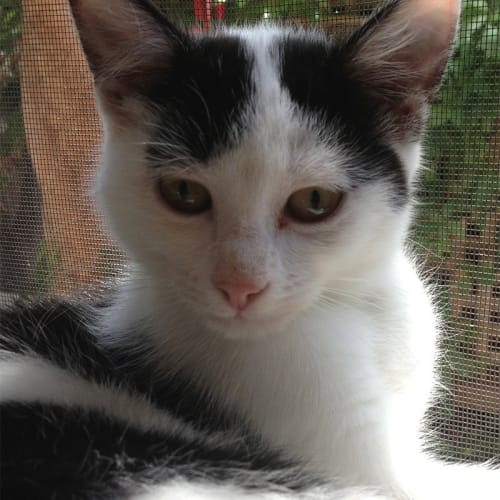 Gidget