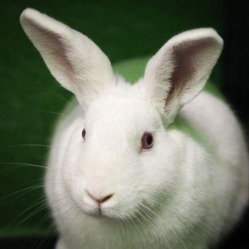 No photo for Marshmellow 747578