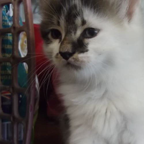 No photo for Smudge