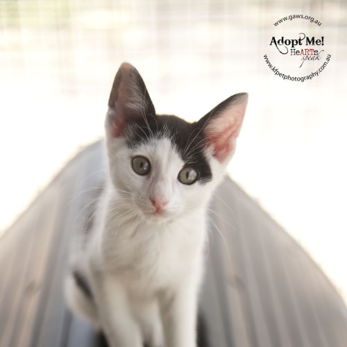 No photo for Cosmo   The Cute Kitten! Id19219