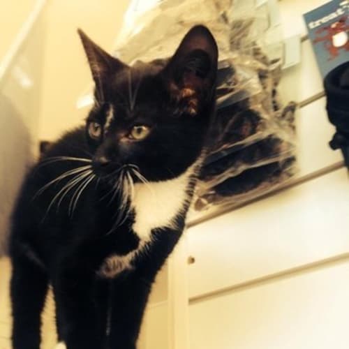 Ryley - *On Hold* Mr Handsome Tuxedo Kitty