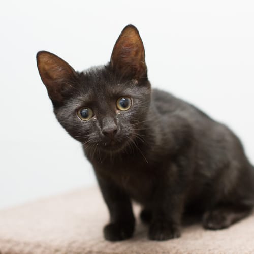 No photo for Tolli