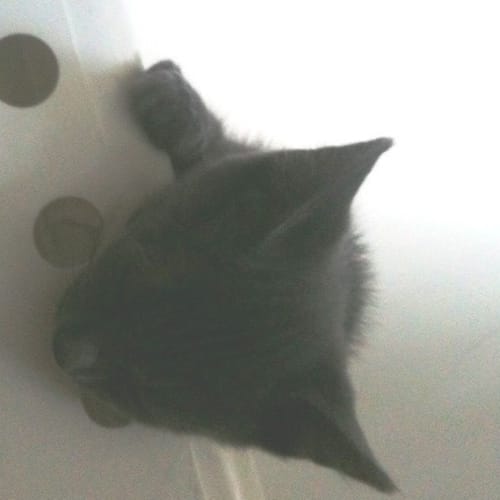 No photo for Katniss