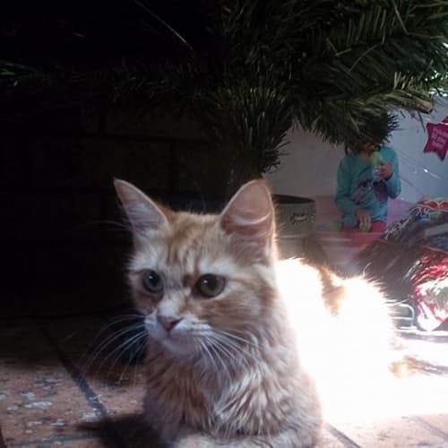 No photo for "Mama"   Purrfect Match