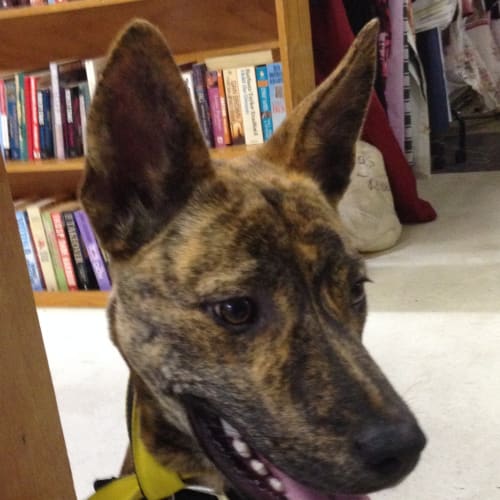No photo for Yd Aka Your Dog On Trial