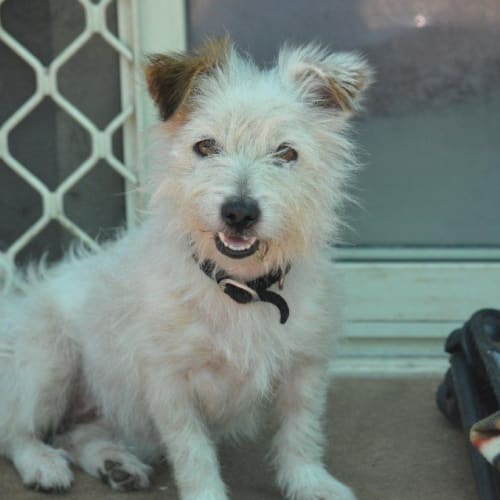 No photo for Holly *Adoption Pending*