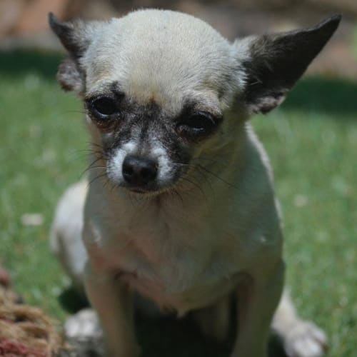 No photo for Smidget *Adoption Pending*