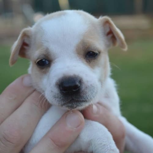 No photo for Willow **No More Applications Please**