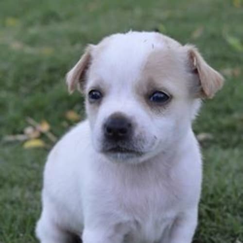 No photo for Warnie ***No More Applications Pls) 