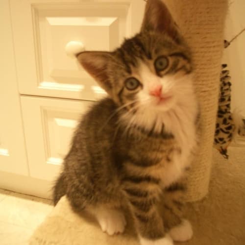No photo for Tiger 2 (Dog Friendly Kitten)