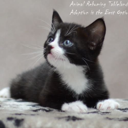 No photo for Tuxie