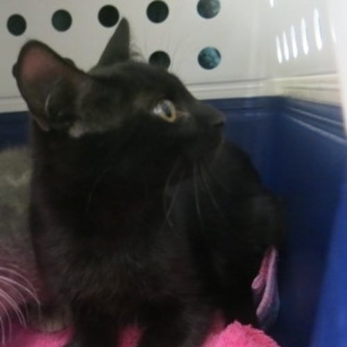 No photo for Salem