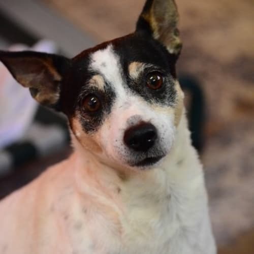 No photo for Roxy (Squawks Pet Store)