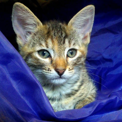 Lily