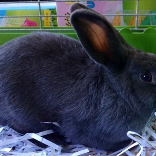 No photo for Pearl (Squawks Pet Store)