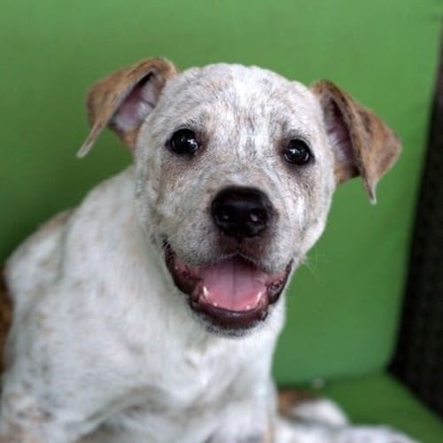 No photo for Marley **Such A Friendly Happy Puppy**