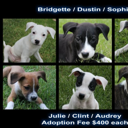 7 Adorable Staffy x Puppies