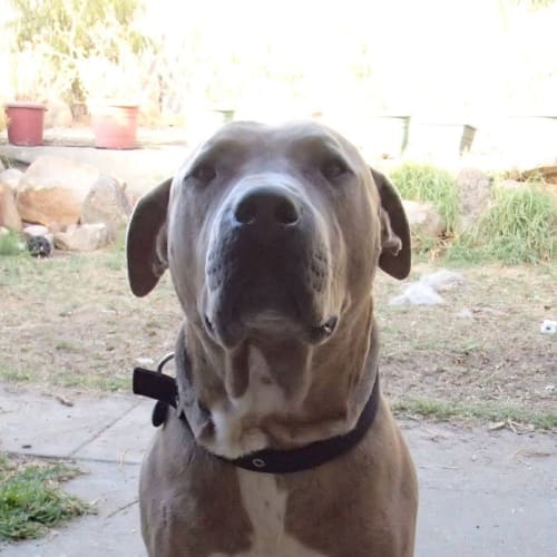 Jax
